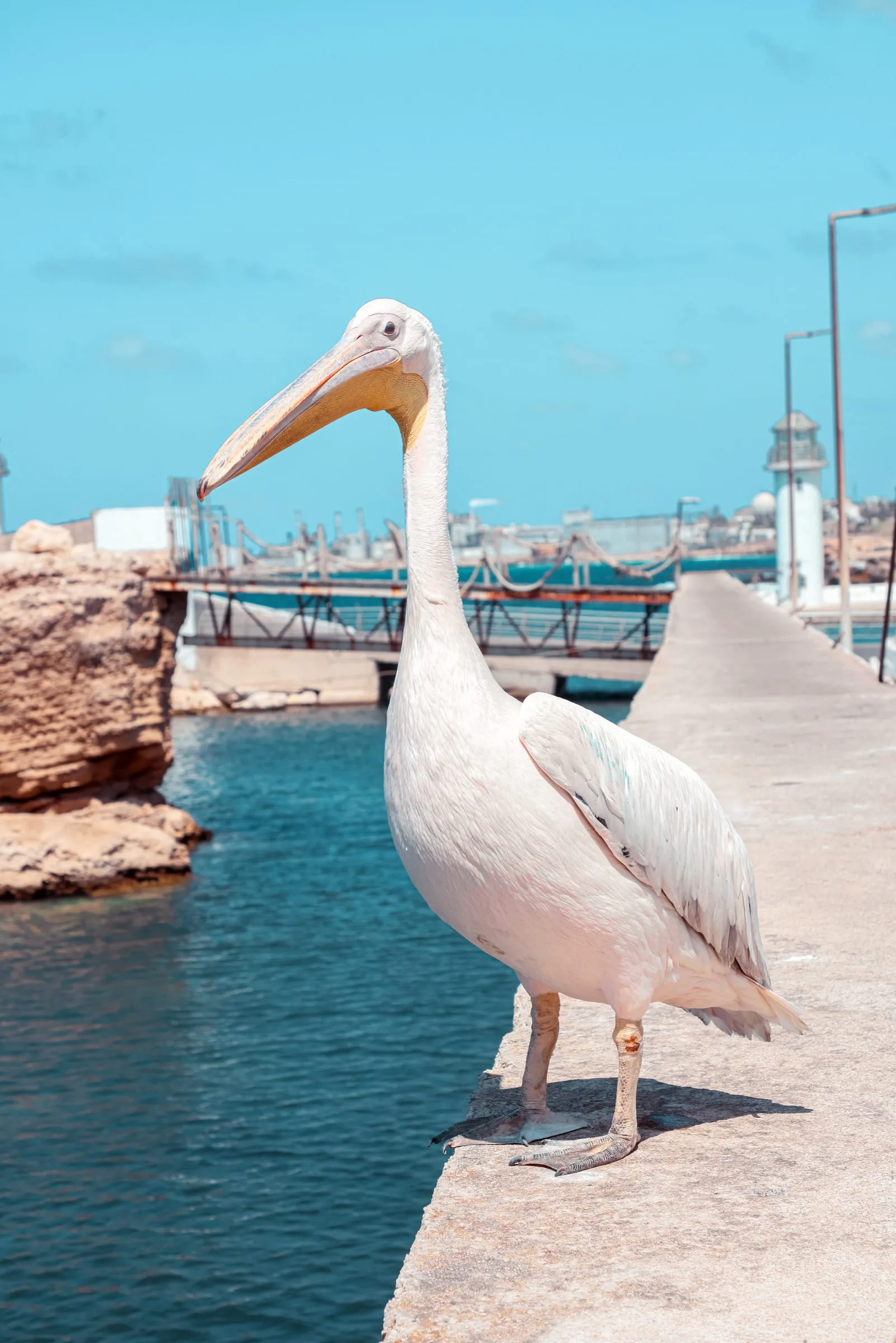 A pelican on the quay at Batroun Mina, the fishermen's port of Oyster's Seafood Bar, the lighthouse behind