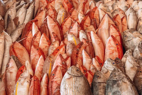 A pile of red mullet from the morning boats at Oyster's Seafood Bar, Batroun Mina